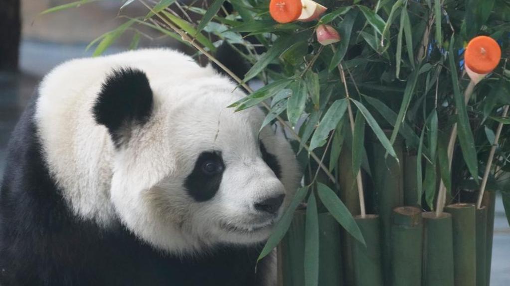Panda Disajikan “Hidangan Mewah” sempena Tahun Baharu
