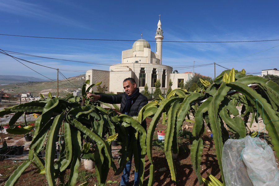 فلسطینی ها اولین مزرعه میوه اژدها را در کرانه باختری تأسیس کردند