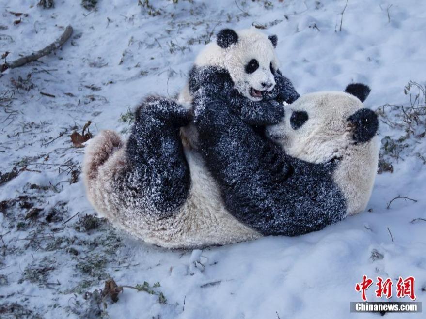 Panda Gergasi Seronok Bermain Salji