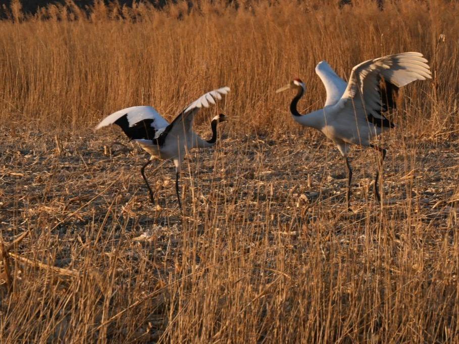 Shanxi Jadi Kawasan Habitat Burung Jenjang Berjambul Merah