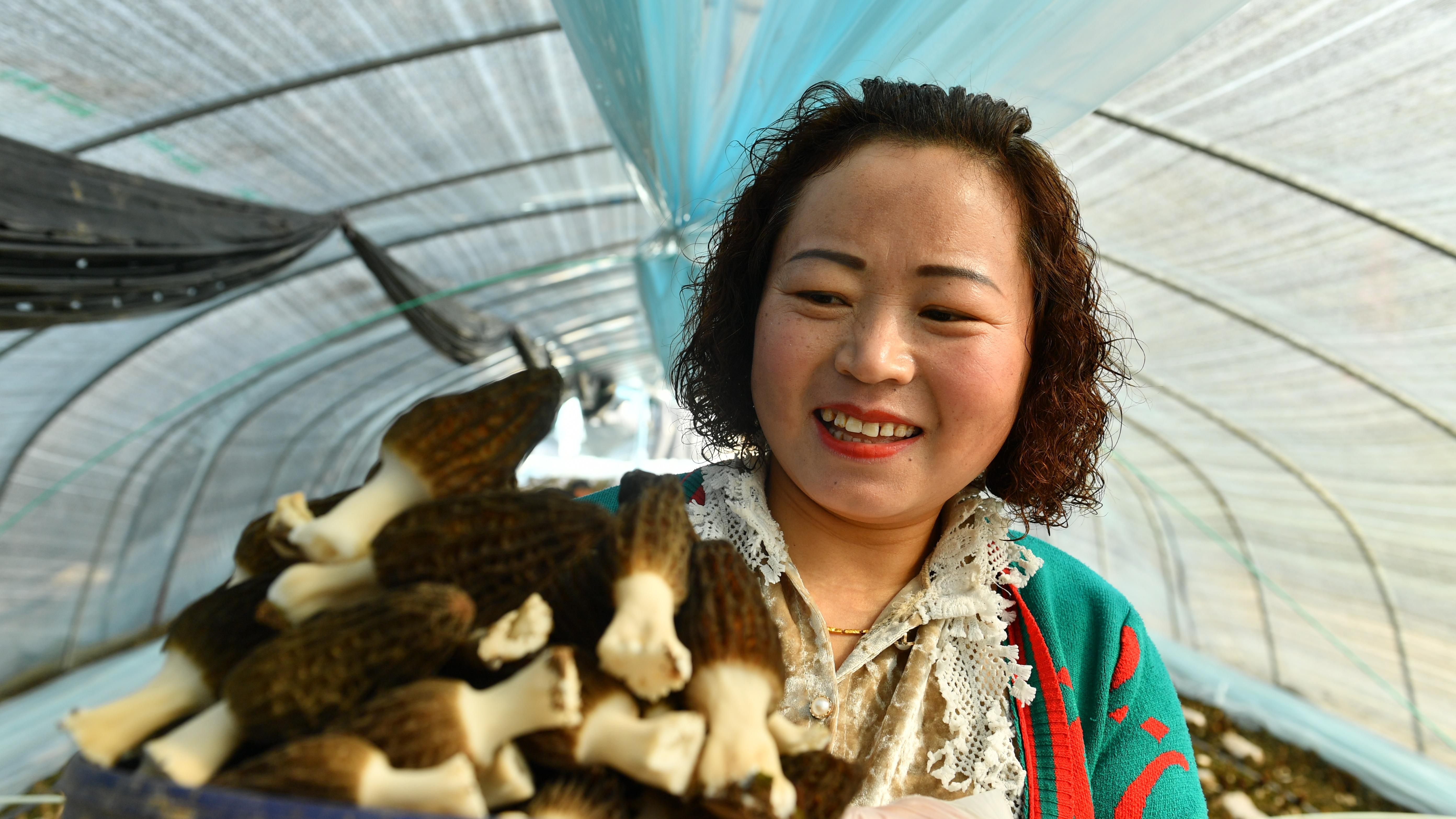 Noman laimar kwado a Henan