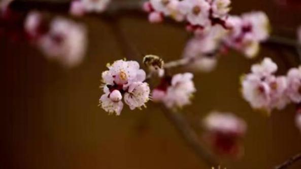 شکوفه‌های زردآلو