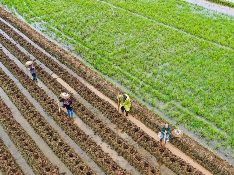 Pemandangan Petani Sibuk Bercucuk Tanam di Hunan