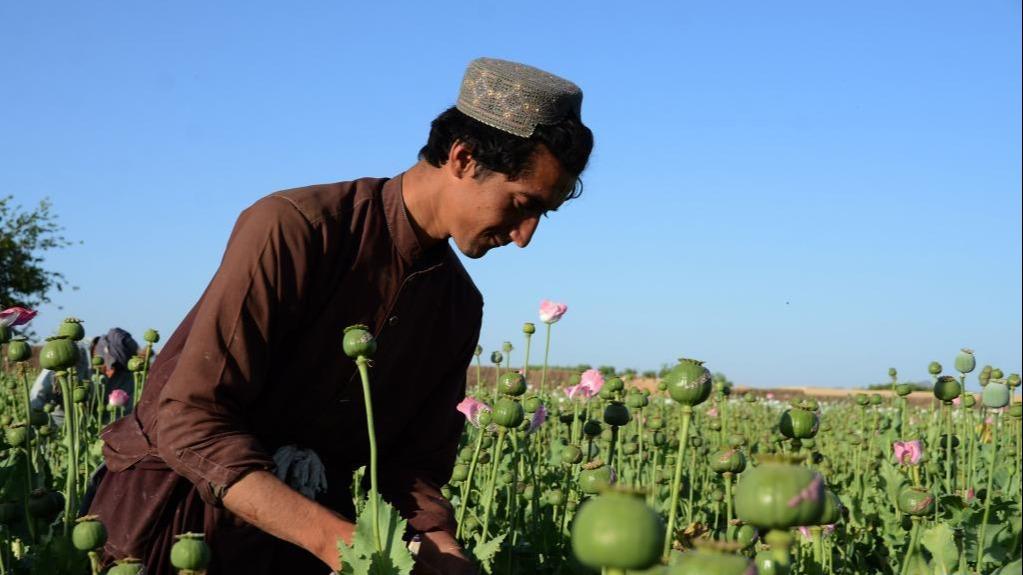 An haramta shuka tsiron Poppy a Afghasnitan