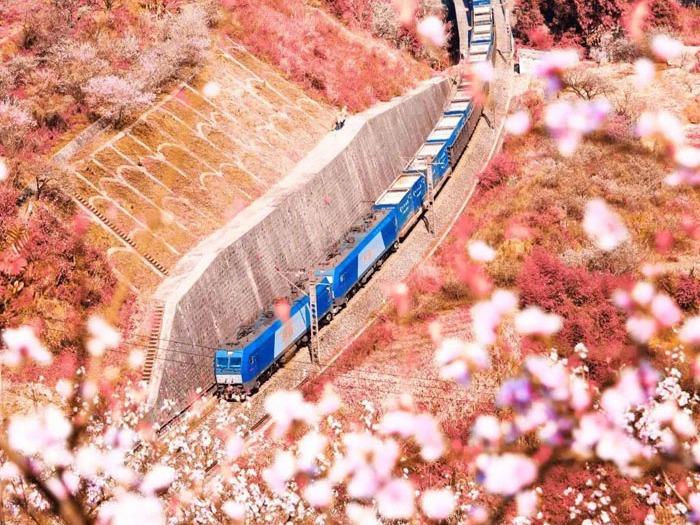 春の息吹を感じられる花と列車の織りなす風景