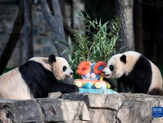 Genap 50 Ketibaan Panda Gergasi China ke Amerika