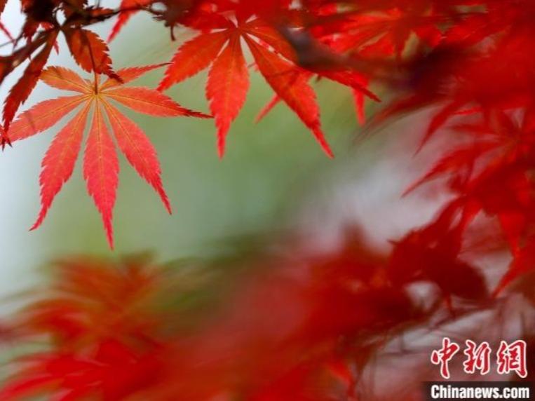 春の楓を赤く染める穀雨　安徽省黄山