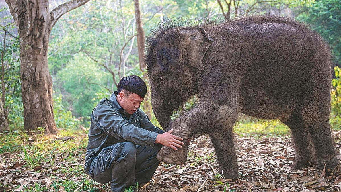 بچه فیل به کمک این دستان مهربان نجات یافت