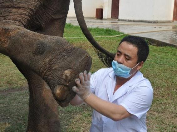 Bao Mingwei, Doktor Gajah di Yunnan