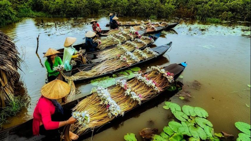 برداشت و دست کردن نیلوفر آبی در رود مکونگ ویتنام