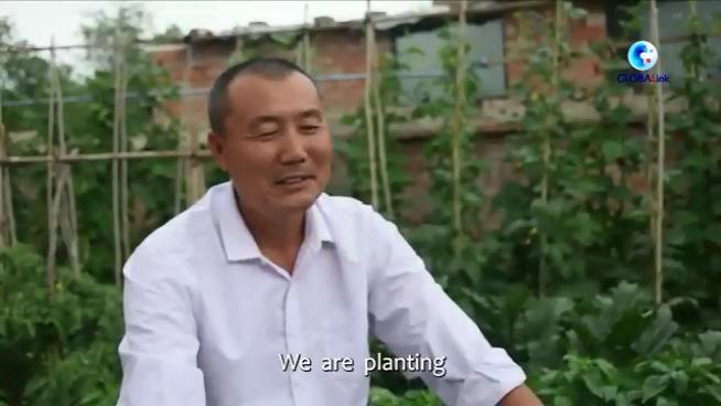 کشاورزان شین جیانگ ادعای «کار اجباری» آمریکا را به تمسخر گرفتند + ویدئو