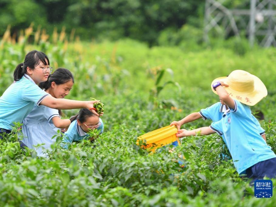 Hayati Kebudayaan Pertanian Semasa Cuti Sekolah Musim Panas