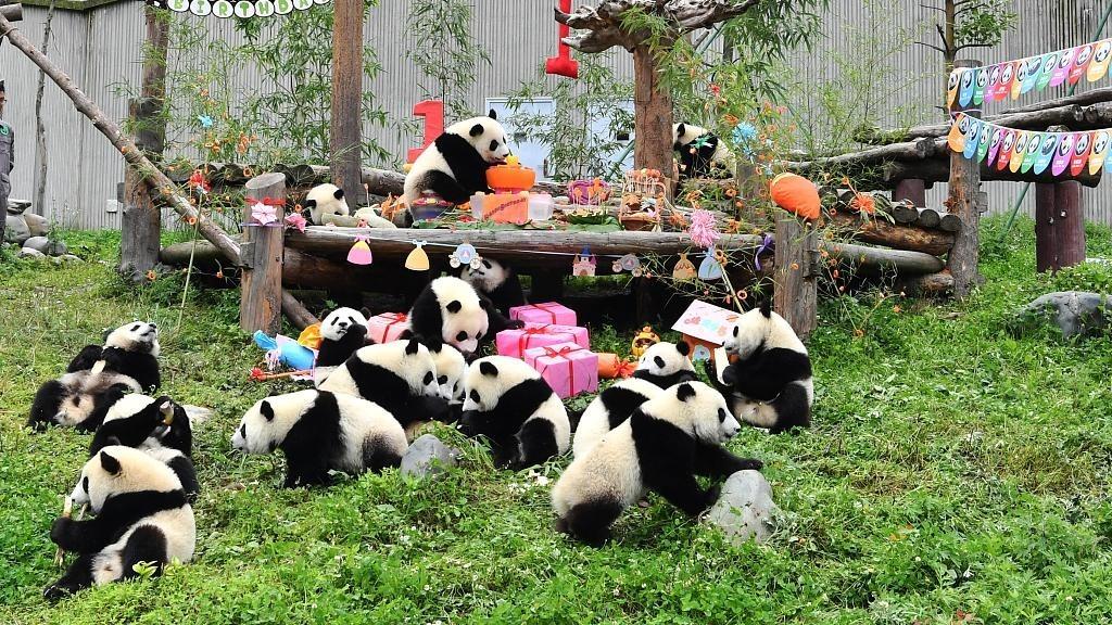 Yadda ake taya dabbobin Panda murnar ranar haihuwarsu
