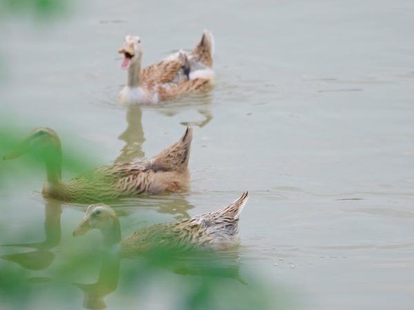 Itik di Sawah Padi