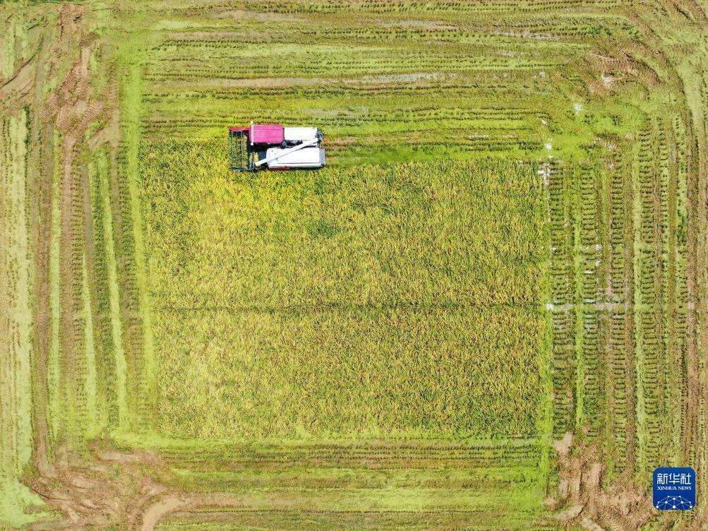 夏穀物の収穫作業をサポートする「無人収穫機」=江西省