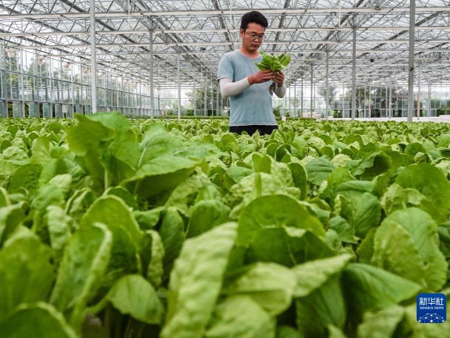 Pertanian Berkembang Maju di Nantong