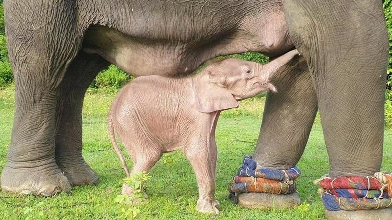 به دنیا آمدن یک فیل سفید کمیاب در میانمار