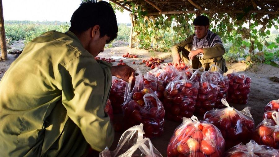 برداشت محصول گوجه فرنگی در افغانستان