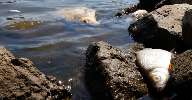 Их халуун, бохирдлын улмаас 10 тонн загас үхжээ
