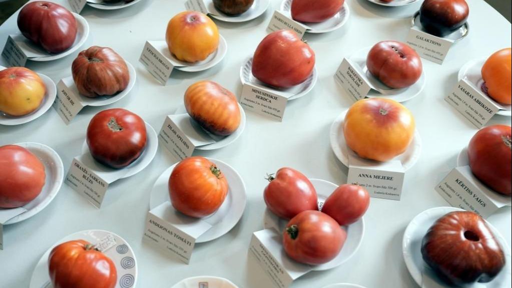 نمایشگاه گوجه فرنگی در لاتویا