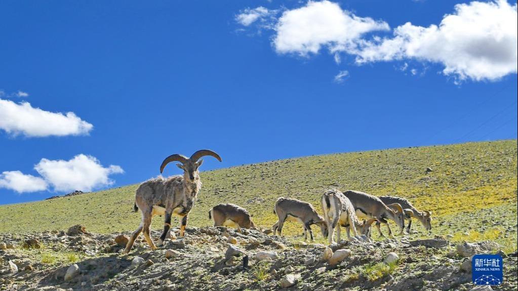 तिब्बतको ङ्यारीः पठारभूमिमा जीवन्त शक्ति