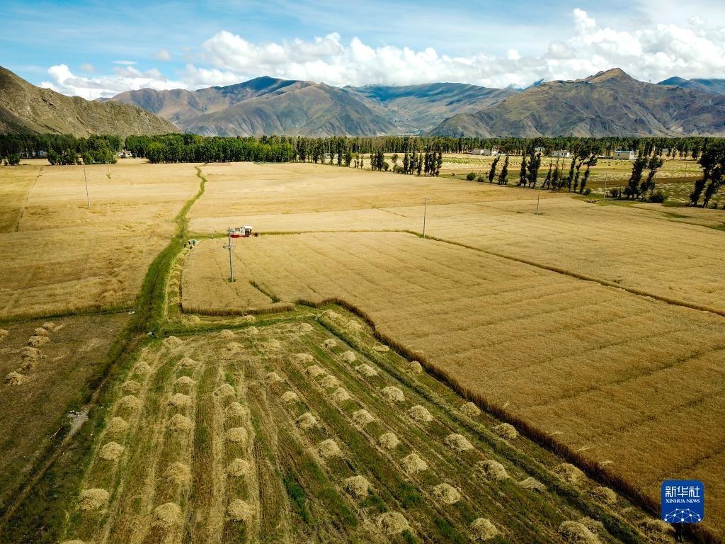 Musim Menuai di Lhunzhub, Tibet