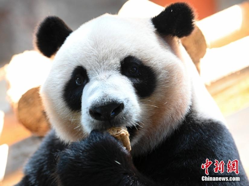 “Kuih Bulan” Istimewa untuk Anak Panda Kembar Tiga