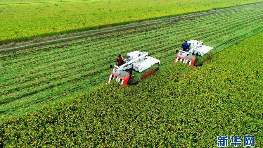 چین از طریق فناوری جدید رشد مضاعف غلات را در استان حاصلخیز کشور تضمین می کندا