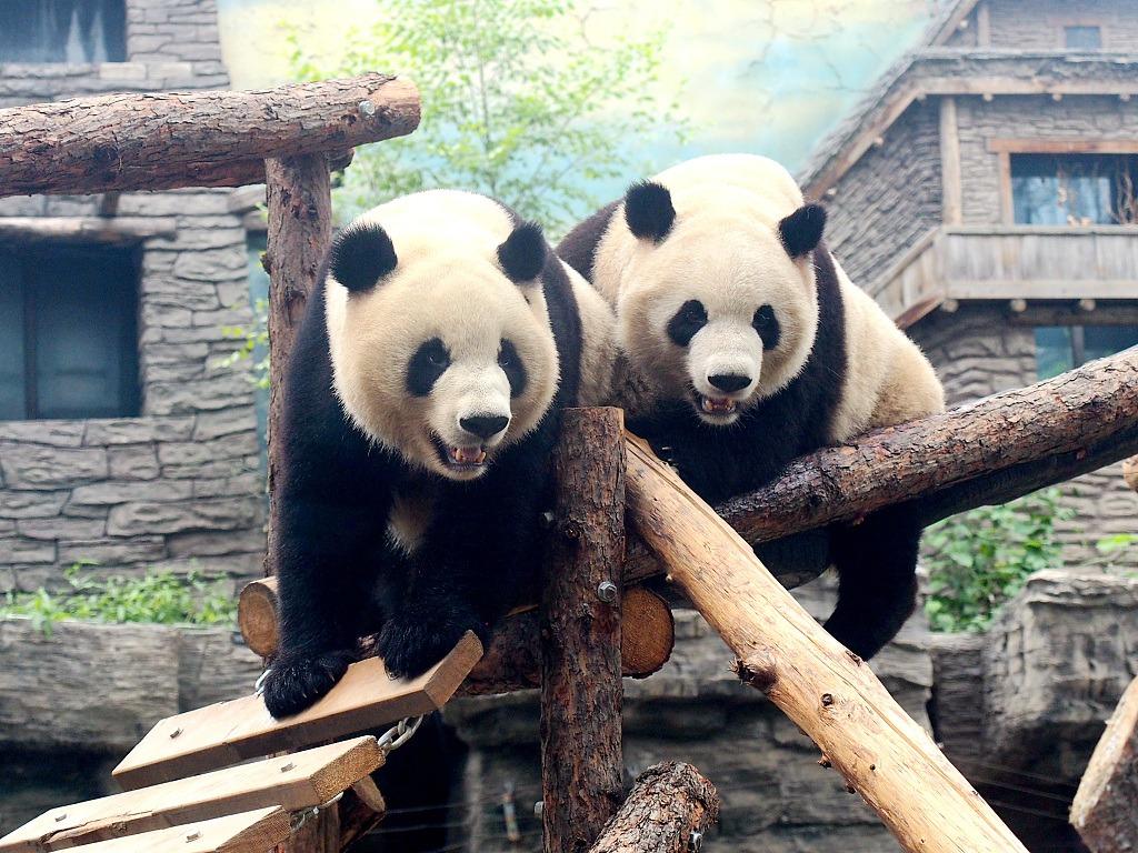 Gelagat Comel Si Anak Panda