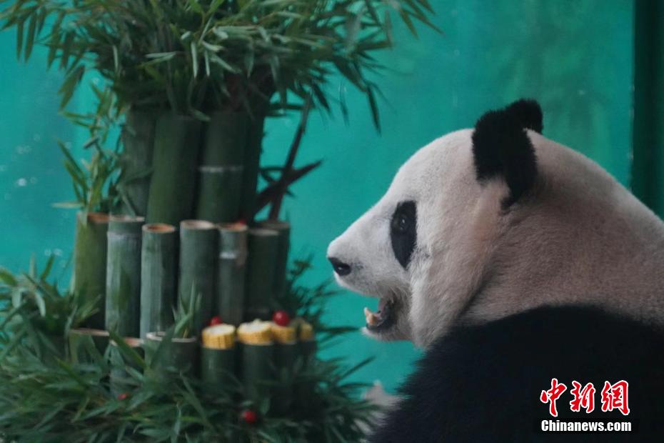 Hari Jadi Ke-6 Panda Gergasi “Banban”