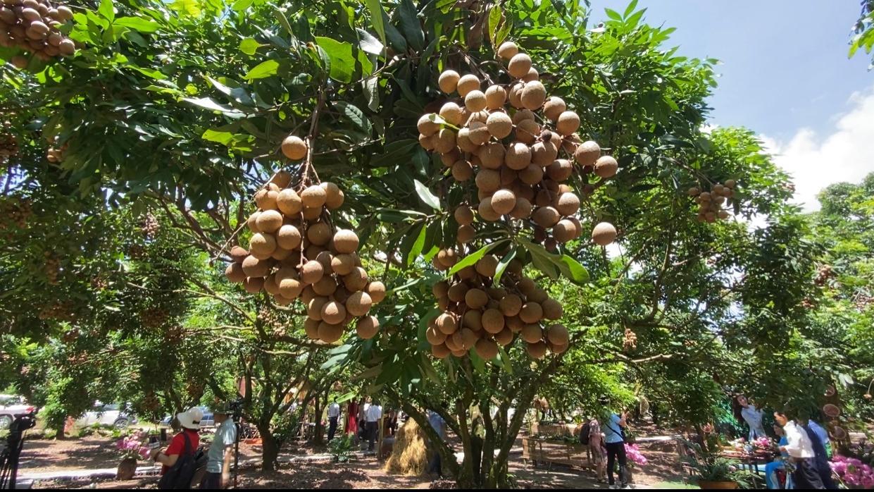 Вьетнамын жимсчид Хятадын зах зээлээс ашиг олж байна