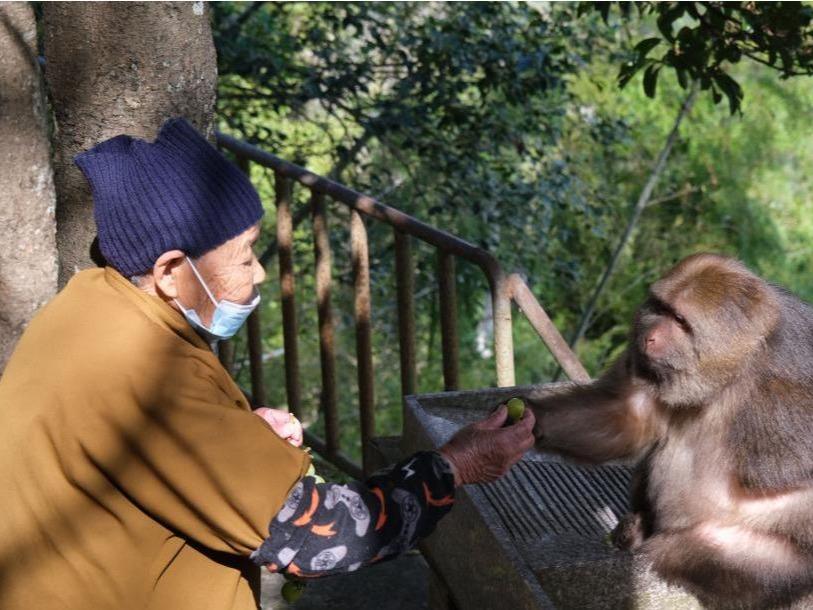 【即日発送】 尼僧が片腕のチベットモンキーに餌やり十数年 浙江省寧波市 置物