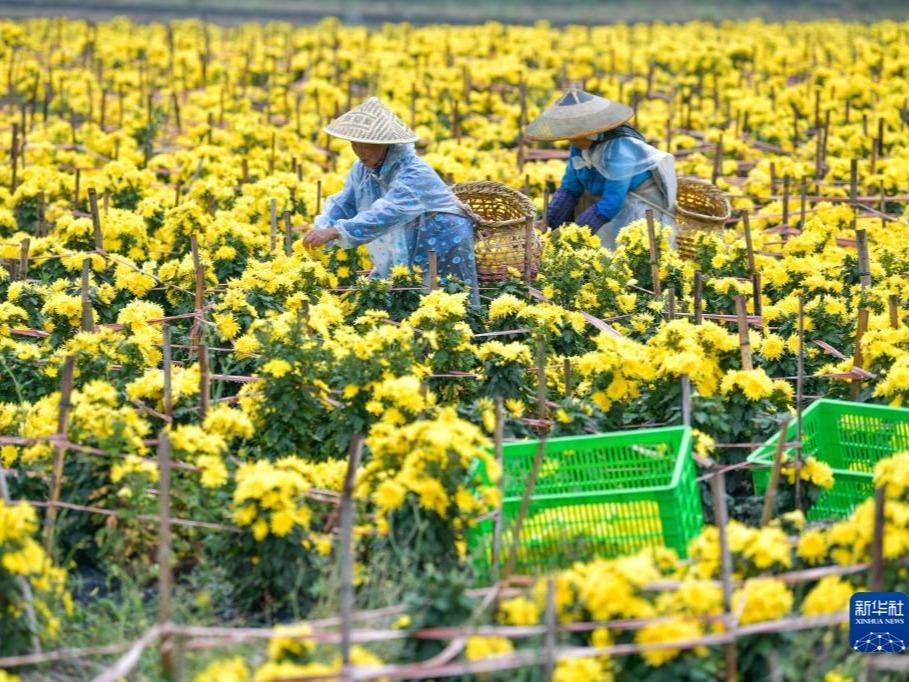Menuai Bunga Kekwa di Desa Guizhou