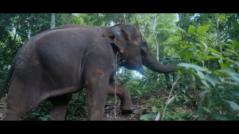 (ویدئو) حفاظت از فیل‌ های آسیایی