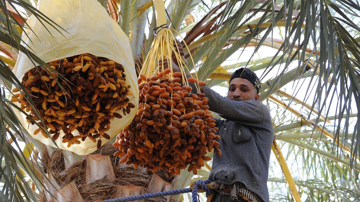 فصل برداشت خرما در الجزایر