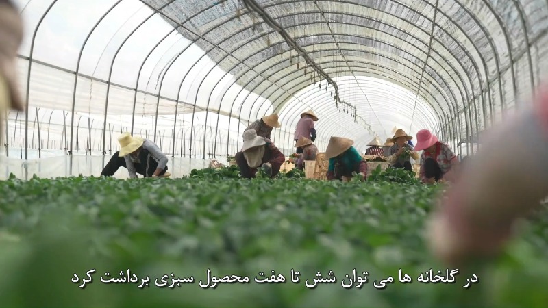 (ویدئو)صادرکننده سبزیجات