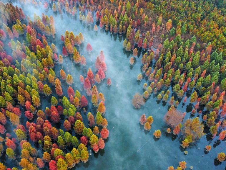 Pemandangan Tanah Paya Pokok Metasequoia yang Mempesona