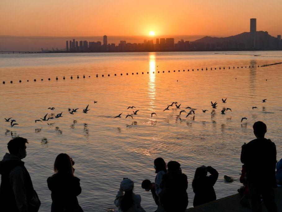 Burung Hijrah Singgah di Teluk Shenzhen