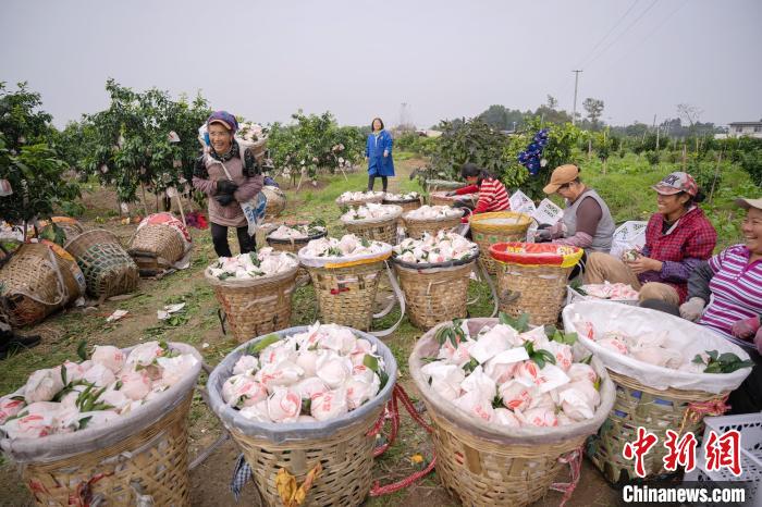 Pekebun Sibuk Petik Buah Oren di Sichuan