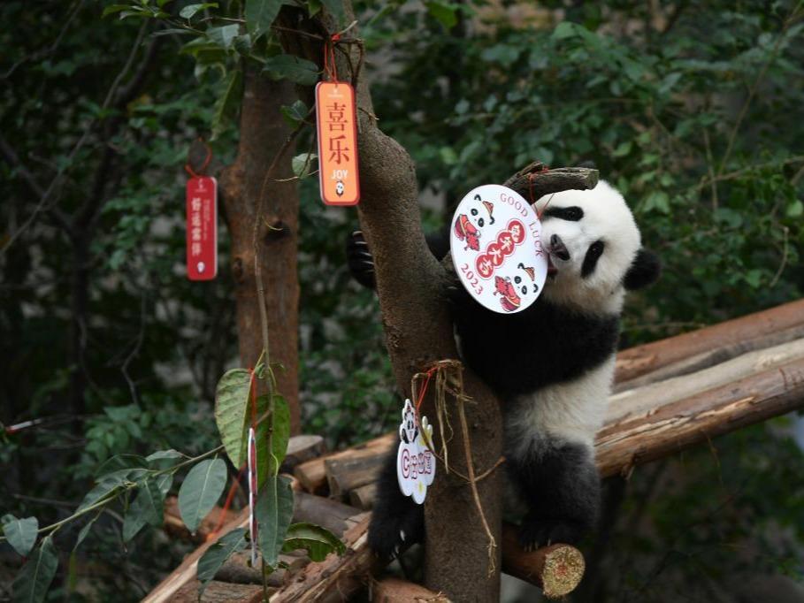 Anak Panda Menyambut Tahun Baharu