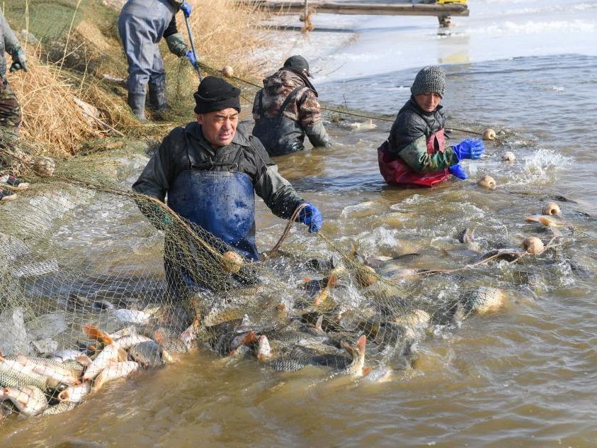 Penangkap ‘Ikan Sungai Kuning’ pada Musim Sejuk