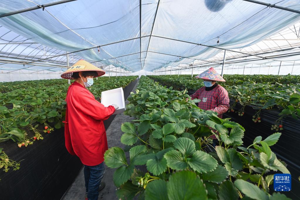 Pangkalan Strawberry Berkaitan Pelaburan Jepun Beroperasi Lancar