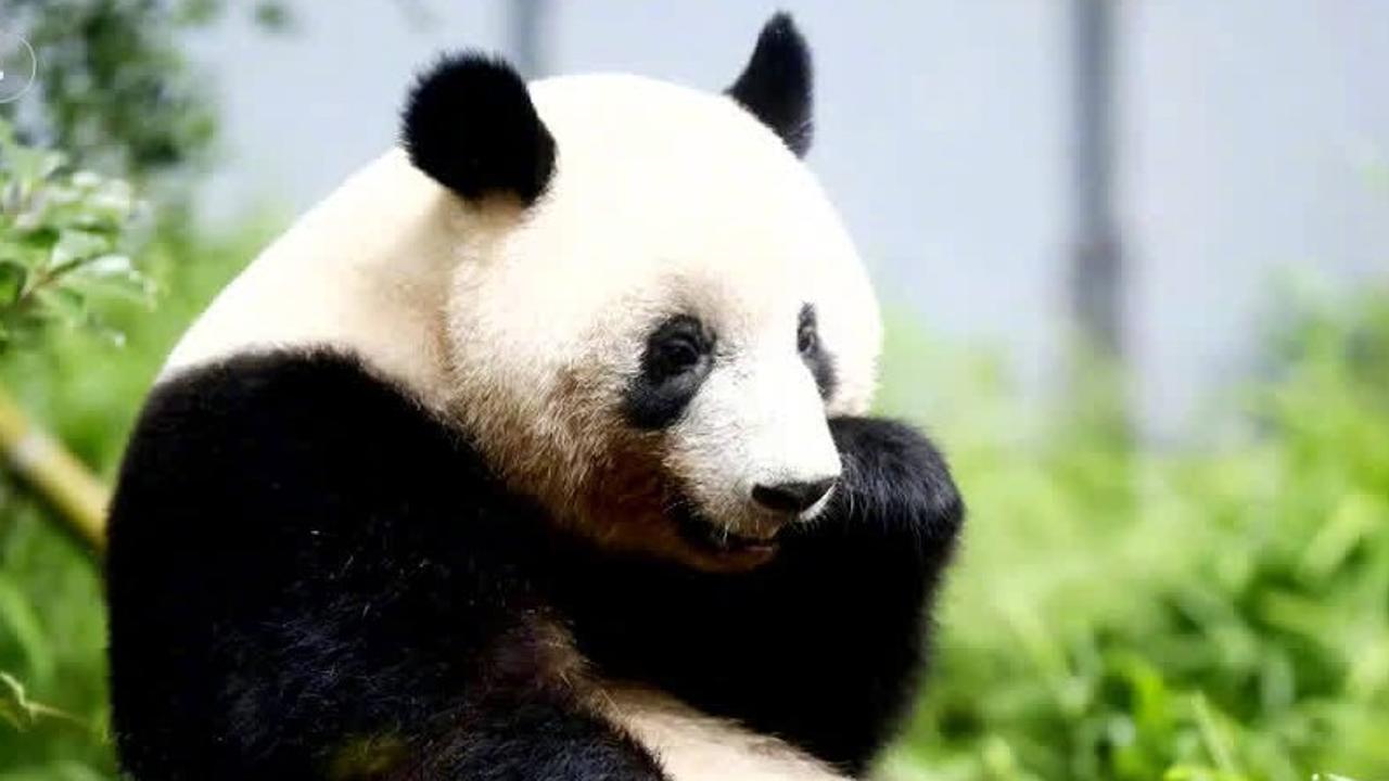 Шян Шян панда маргааш эх орондоо буцаж ирнэ