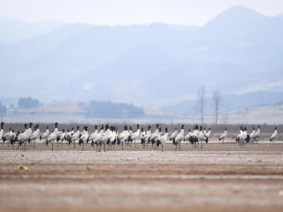 Ekosistem Makin Baik, Caohai Menjadi Syurga Burung