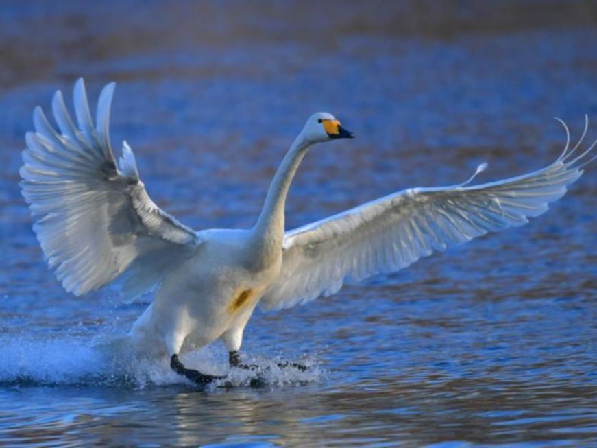 Habitat Swan Putih di Liaoning