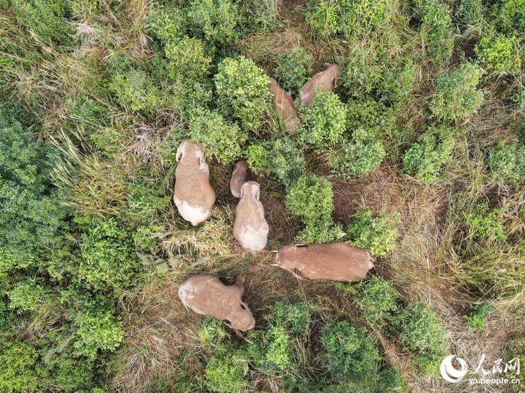 ほっこり！一緒にお昼寝するアジアゾウの群れ　雲南省