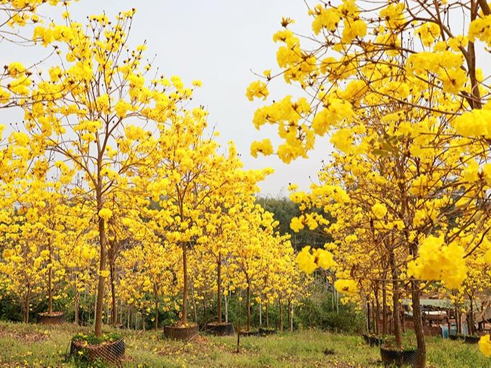 満開を迎えたコガネノウゼンの花で黄金色に染まった農村　広西貴港