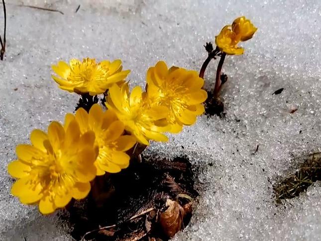 凍った地面から顔を出して咲くフクジュソウ　黒竜江省牡丹江