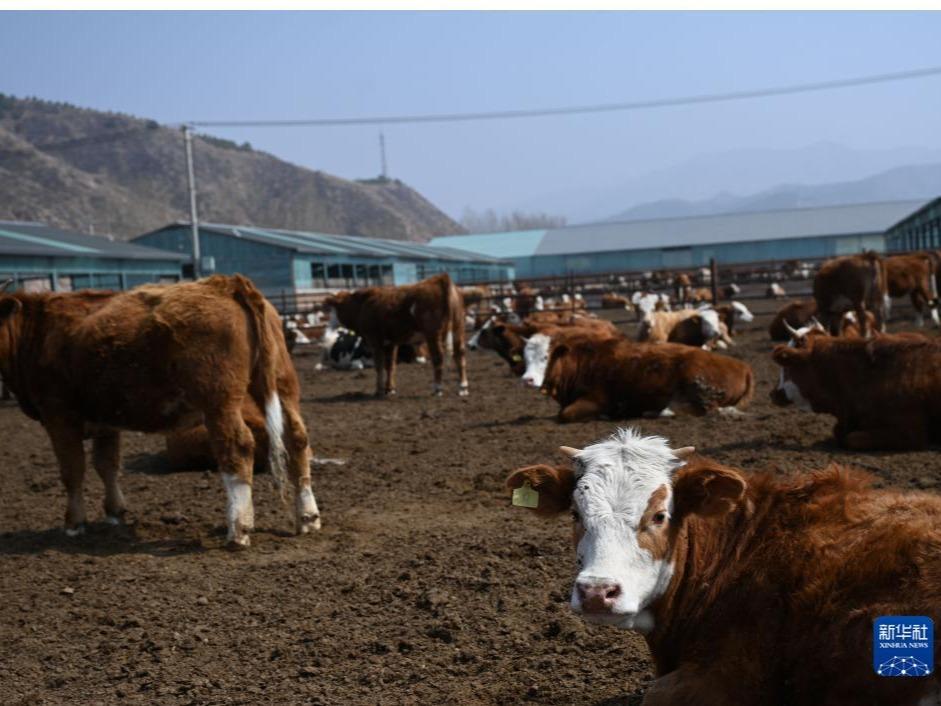 Industri Daging Lembu Bawa Limpahan Rezeki