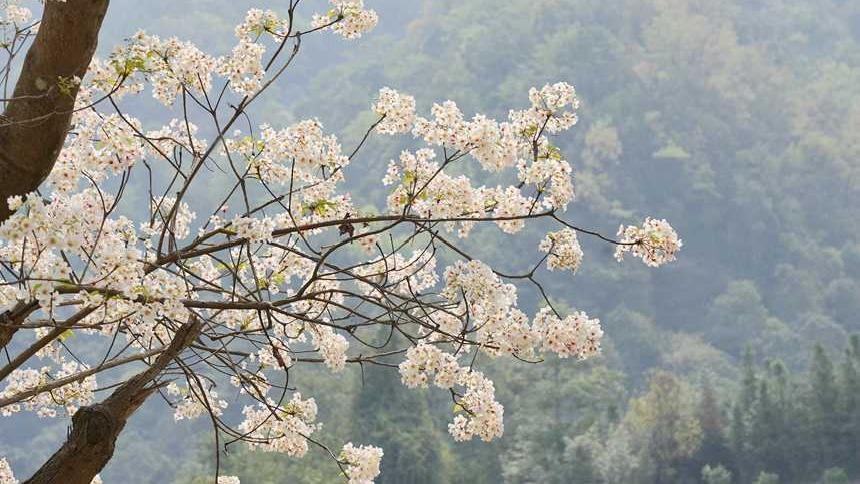 شکوفه دادن درختان تونگ در «شی لین»ا